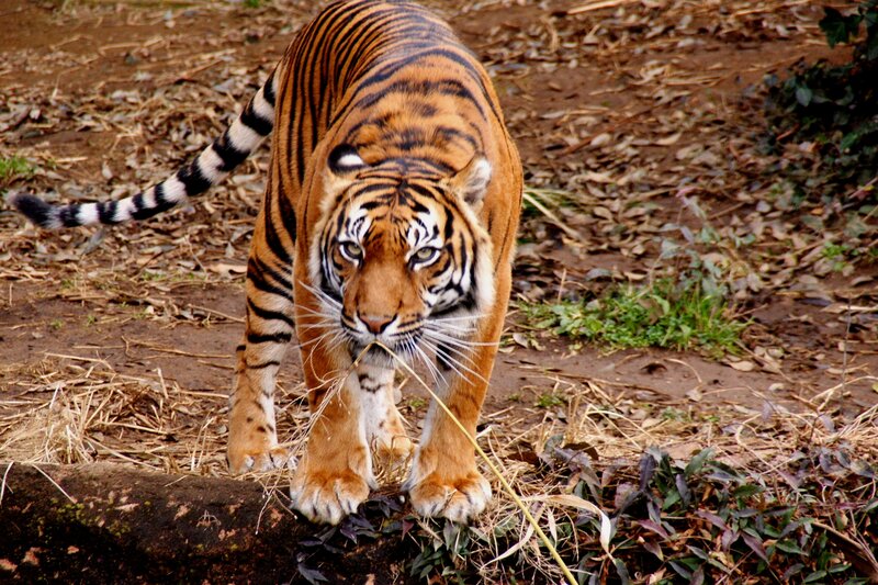Tiger Walking on Ground — Orange, Alert