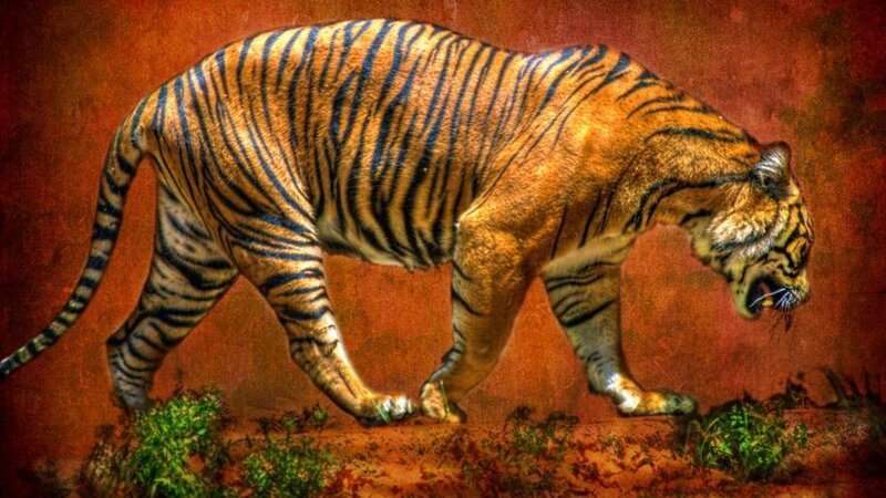 Tiger Walking on Ground — Orange, Dramatic
