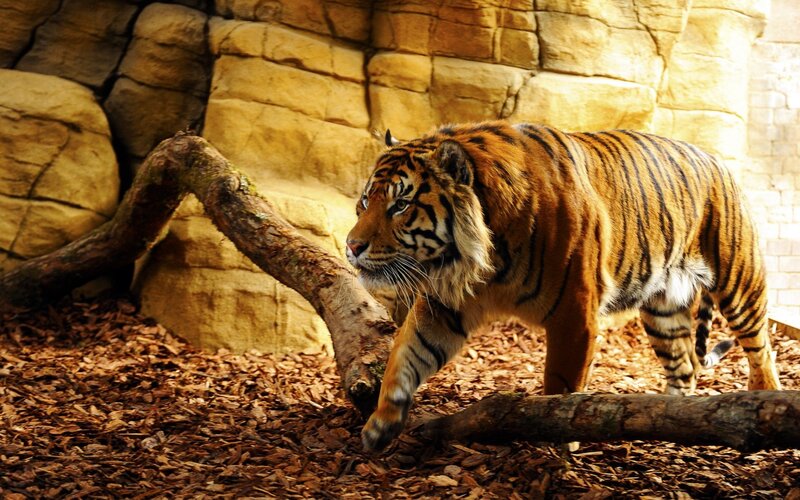 Tiger Walking on Ground — Orange, Natural, Photograph