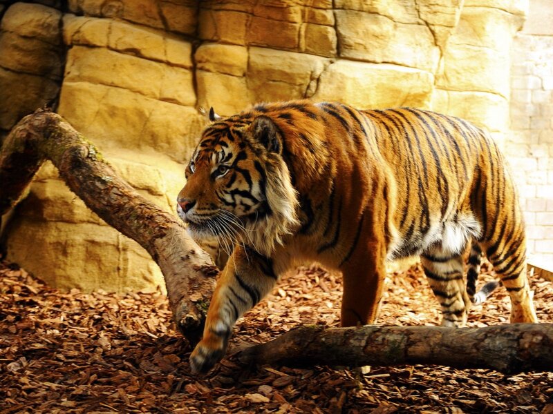 Tiger Walking on Ground — Orange