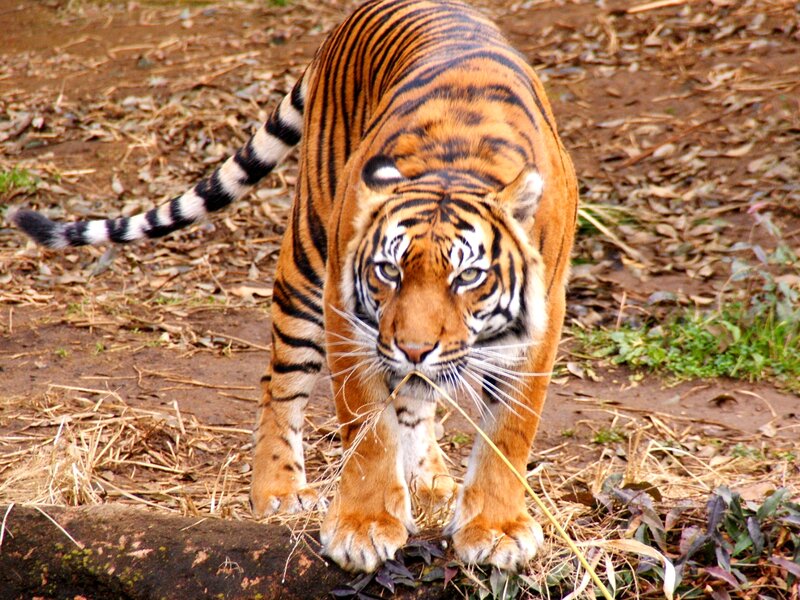 Tiger Walking on Ground