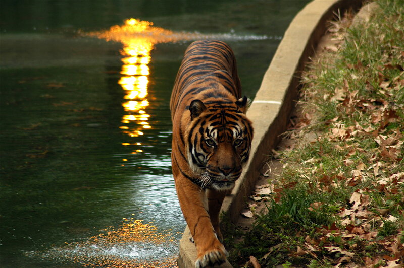 Tiger Walking on Ledge