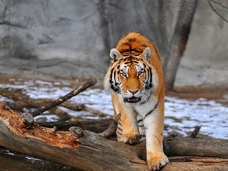 Tiger Walking on Log