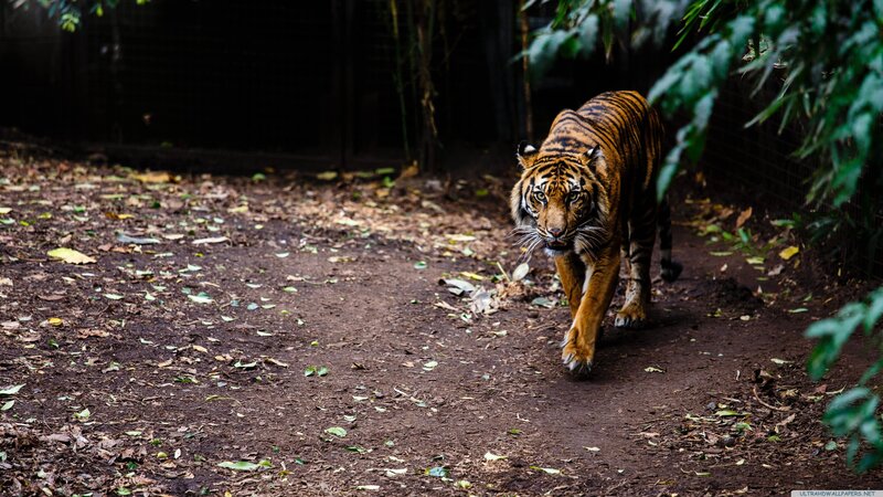 Tiger Walking on Path — Brown, Natural