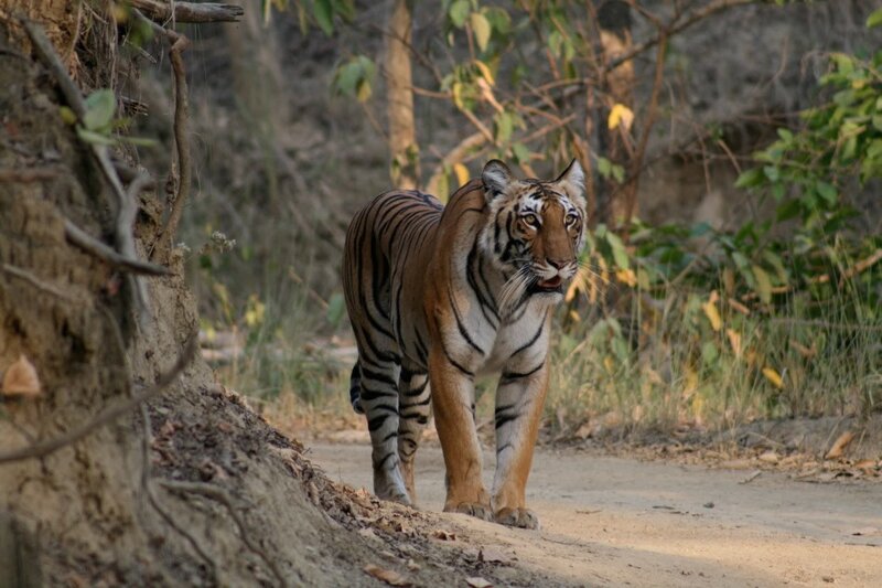 Tiger Walking on Path — Brown