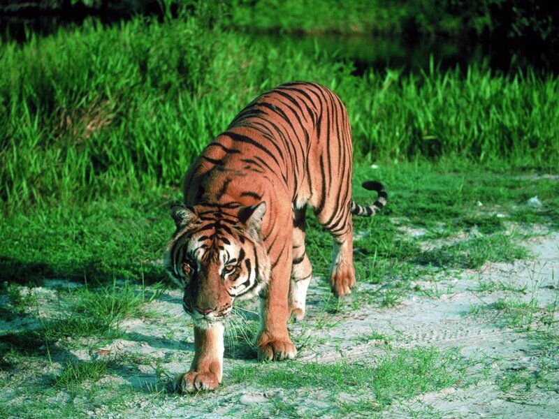Tiger Walking on Path — Green, Natural
