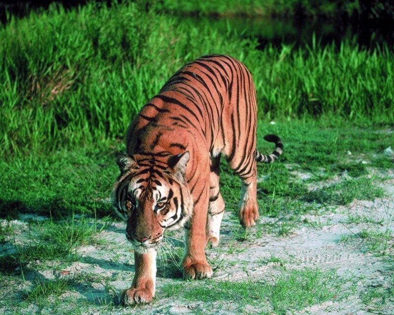 Tiger Walking on Path — Green