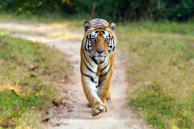 Tiger Walking on Path — Orange, Intense