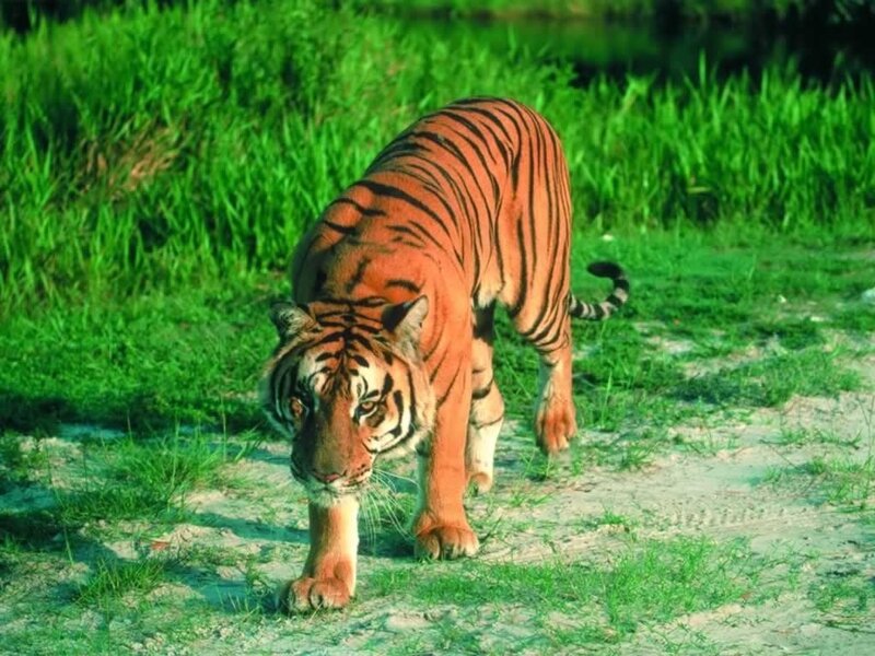 Tiger Walking on Path — Orange, Natural, Afternoon