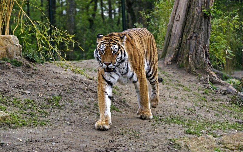 Tiger Walking on Path — Orange, Natural