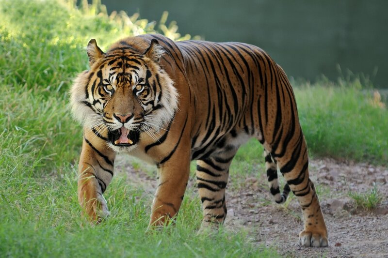 Tiger Walking on Path — Orange