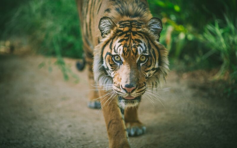 tiger walking on path