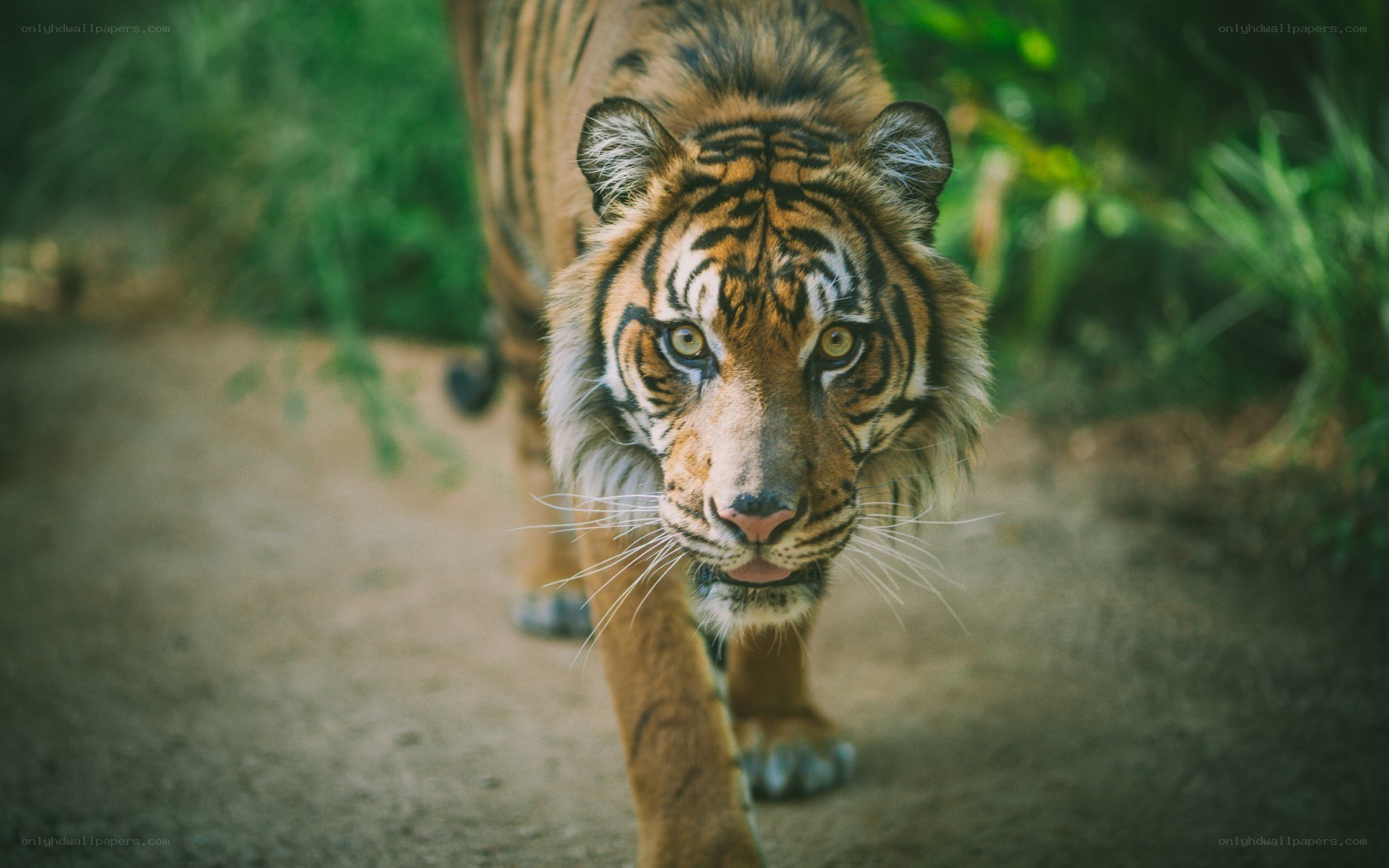 tiger walking on path
