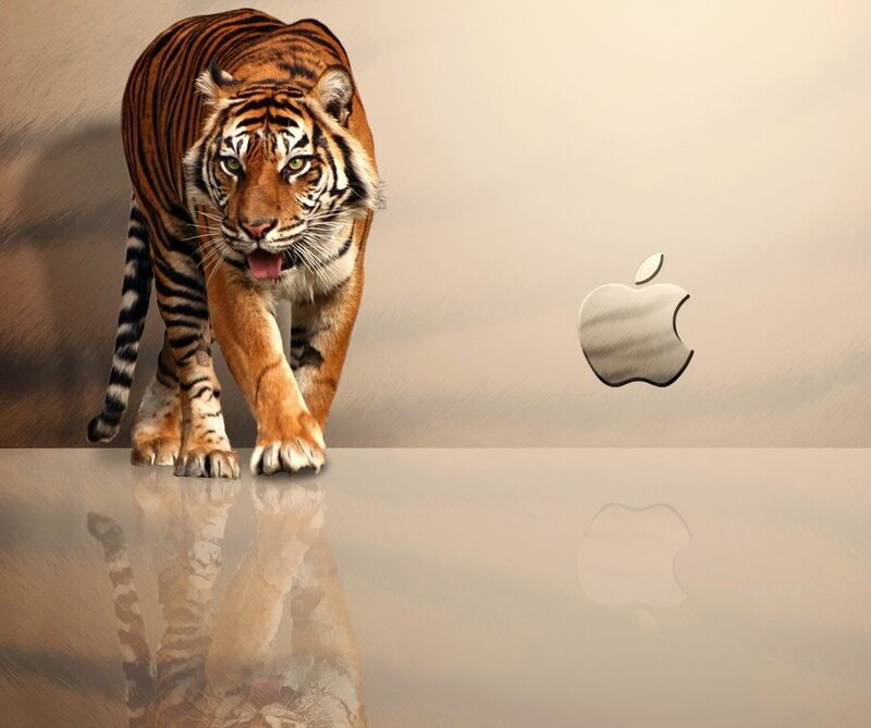 Tiger Walking on Reflective Surface — Brown