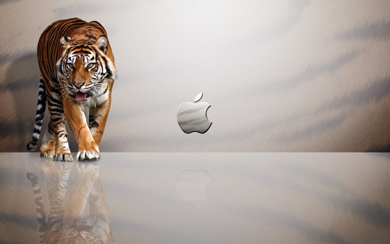 Tiger Walking on Reflective Surface — Gray, Dramatic