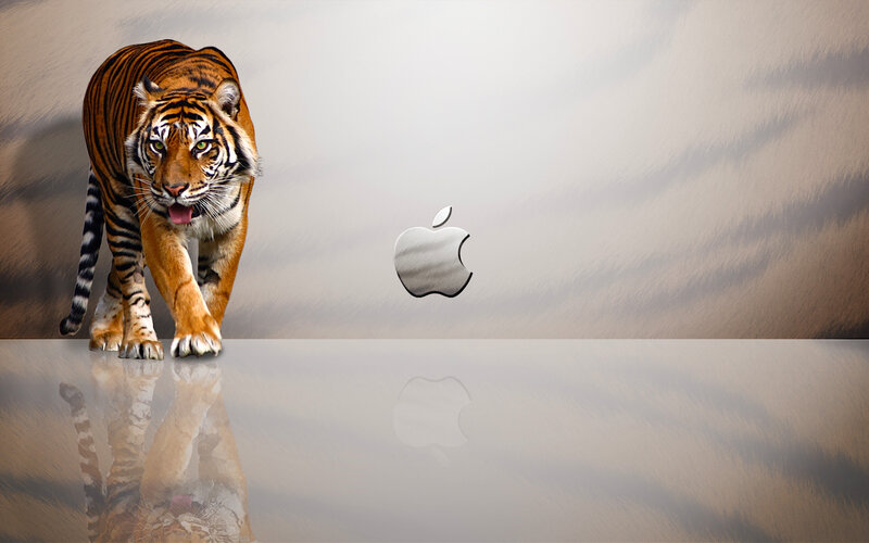Tiger Walking on Reflective Surface — Orange