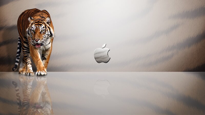 tiger walking on reflective surface