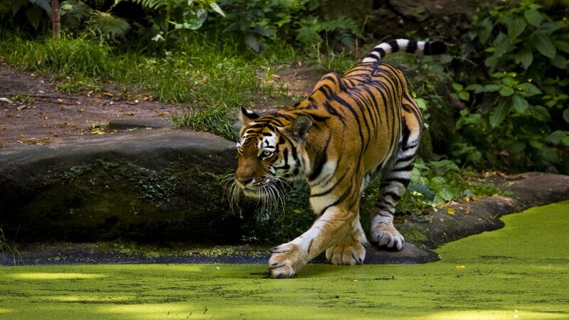 Tiger Walking on Rock — Green