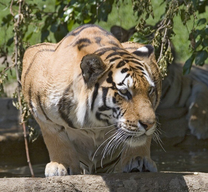 Tiger Walking on Rock — Orange, Alert