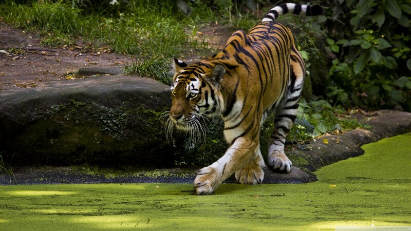 Tiger Walking on Rock