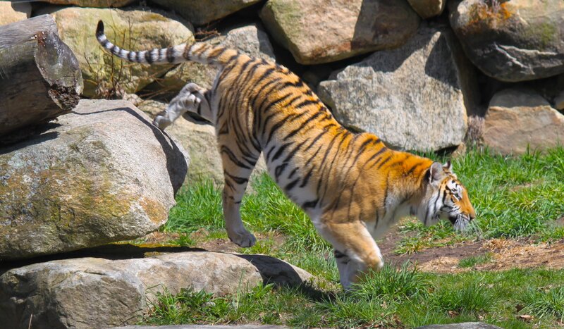 Tiger walking on rocks