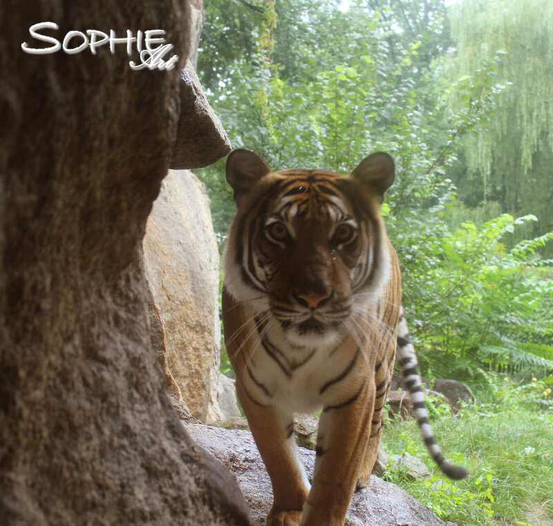 Tiger Walking on Rocks — Brown