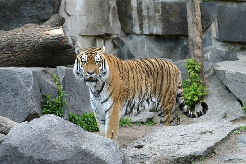 Tiger Walking on Rocks — Orange, Alert, Afternoon