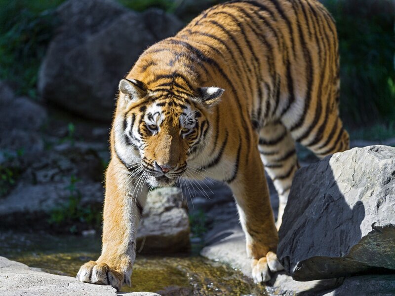 Tiger Walking on Rocks — Orange, Alert