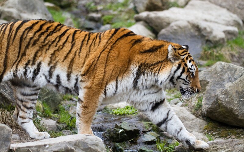 Tiger Walking on Rocks — Orange, Natural, Photograph