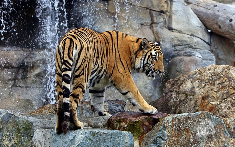 Tiger Walking on Rocks — Orange, Natural, Photograph, Waterfall, Log