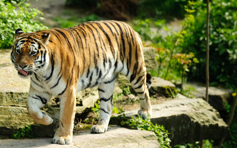 Tiger Walking on Rocks — Orange, Natural