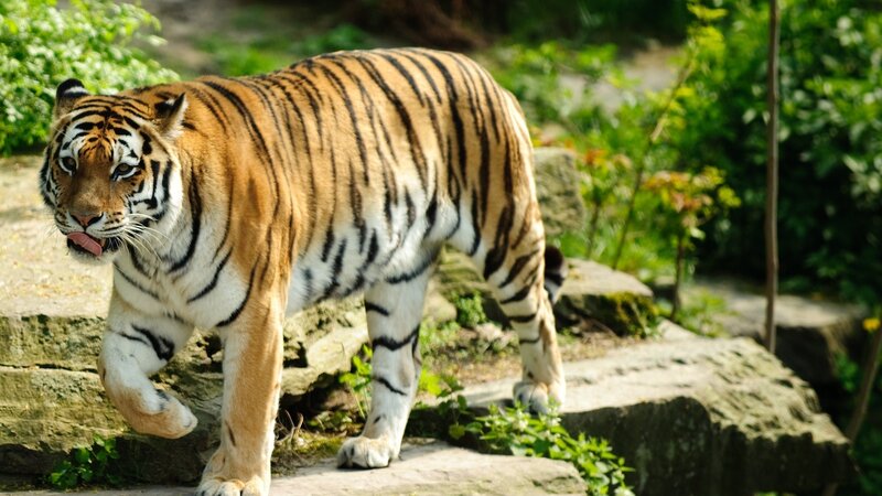 tiger walking on rocks