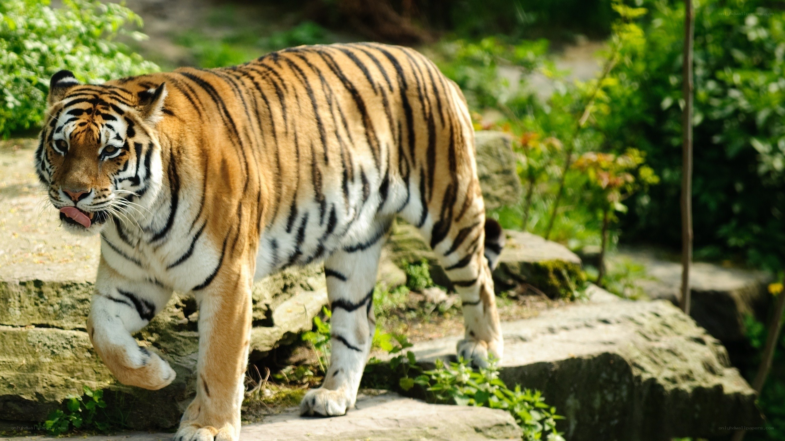 tiger walking on rocks