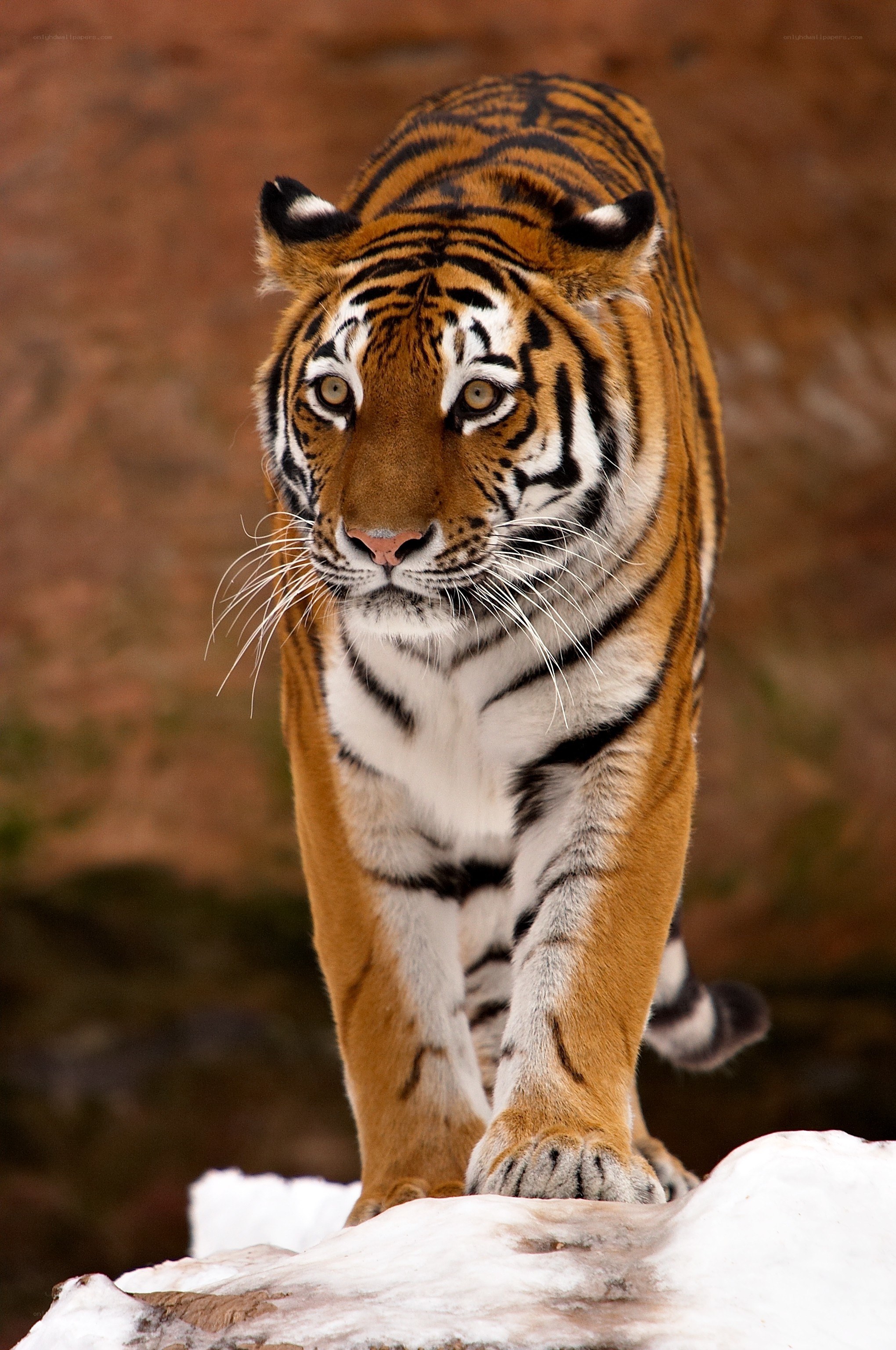 Tiger walking on snow