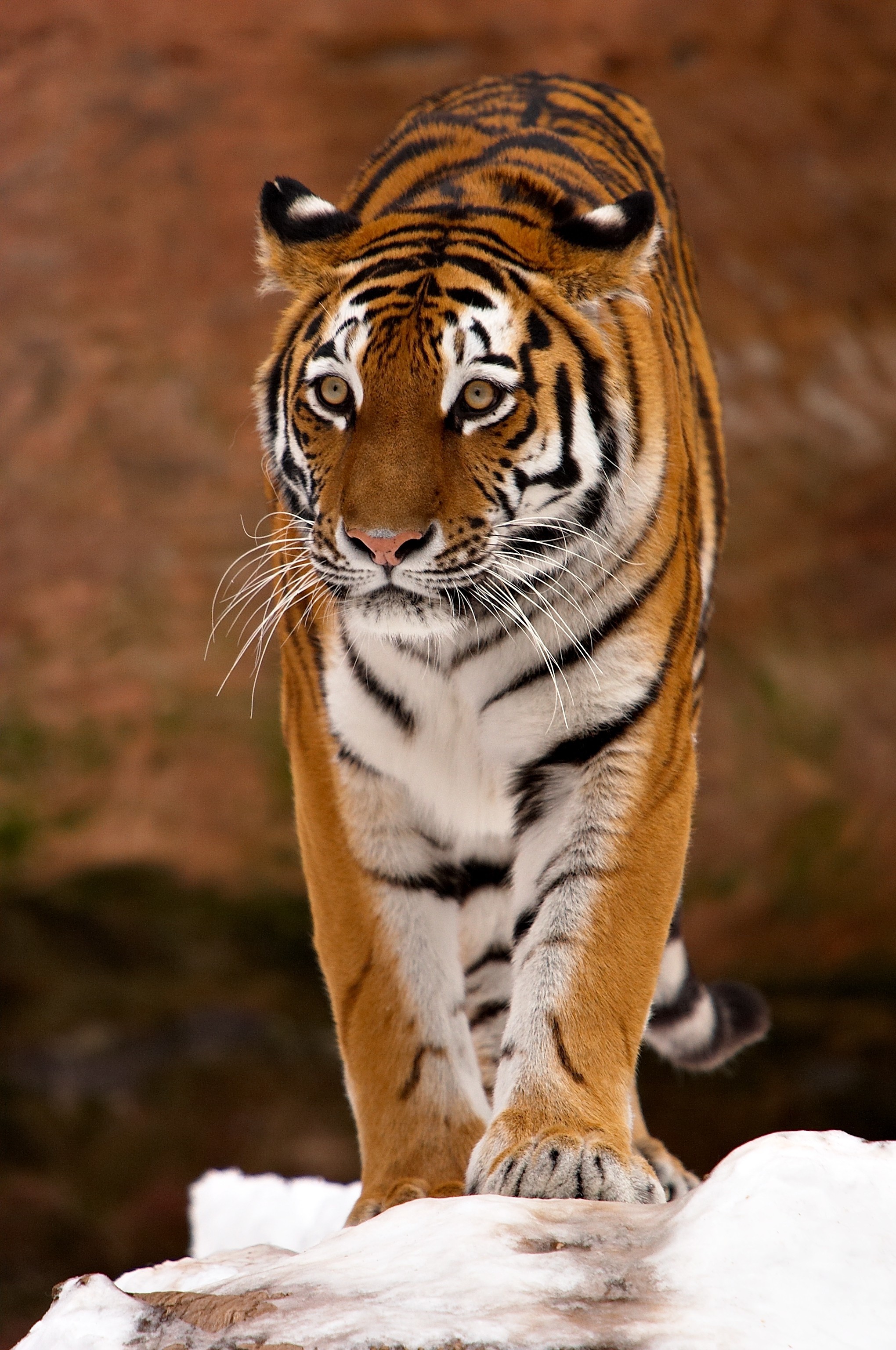 Tiger walking on snow