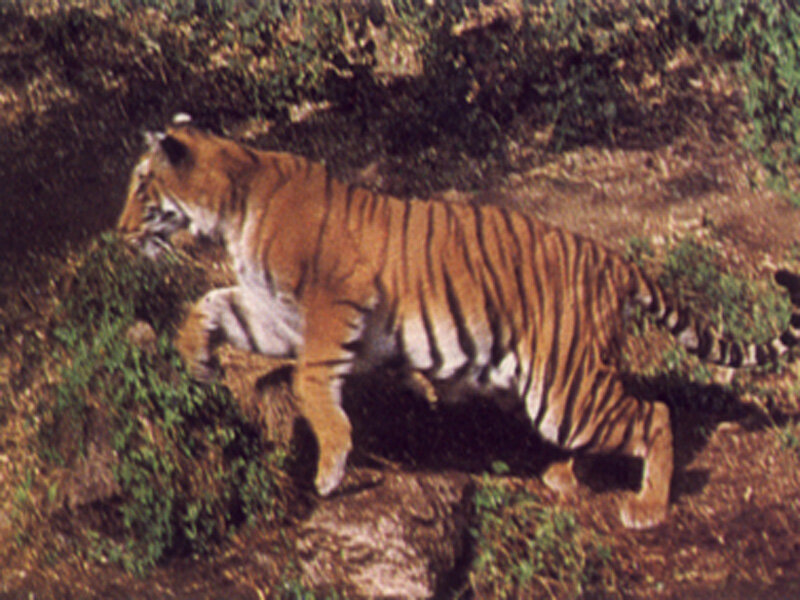 Tiger Walking on Terrain