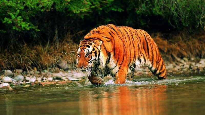 Tiger walking through a river
