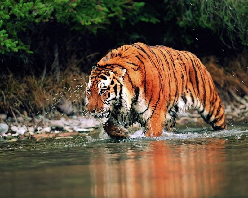 Tiger walking through a river
