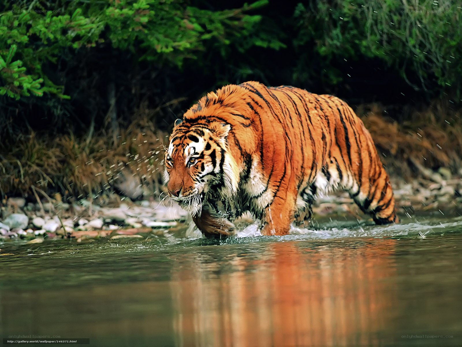 Tiger walking through a river