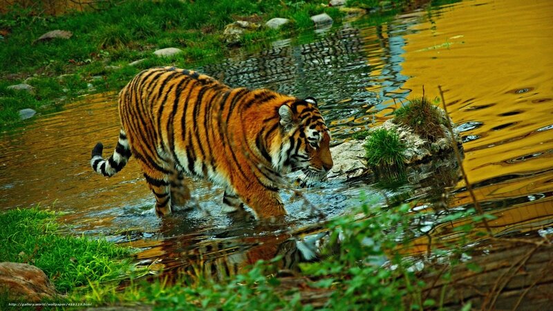 Tiger walking through a stream