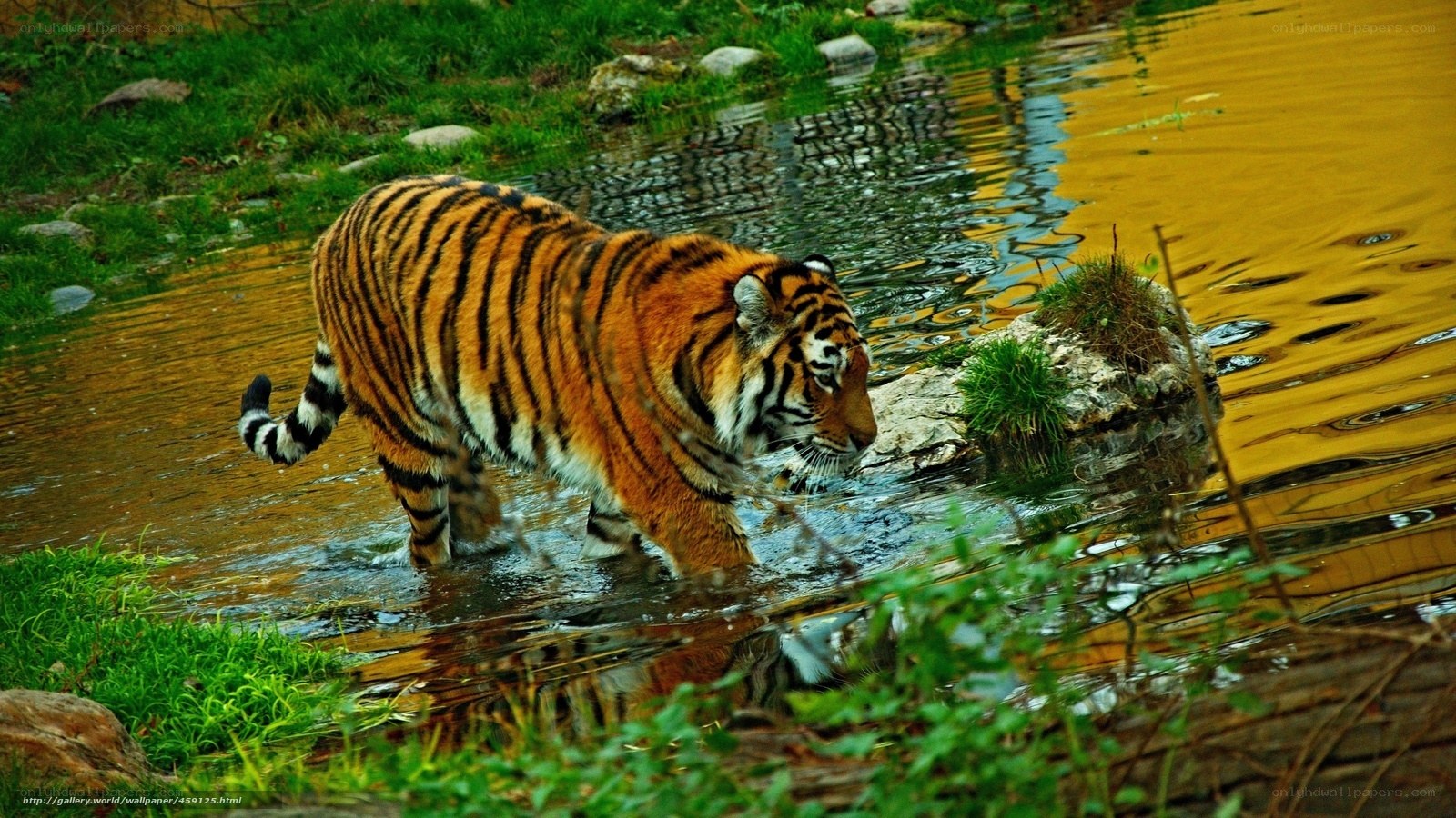 Tiger walking through a stream
