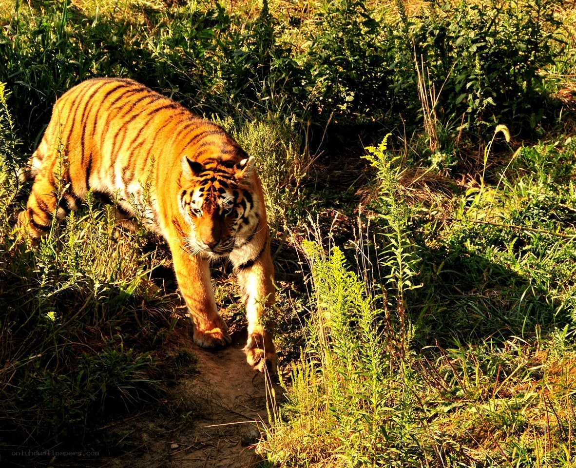 tiger walking through grass