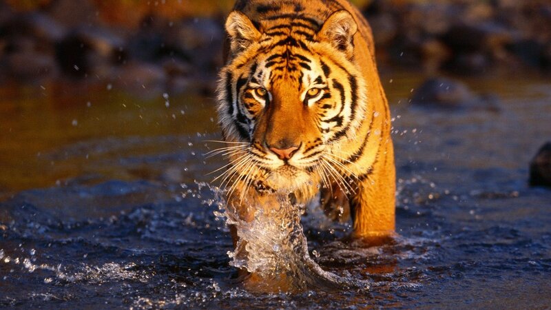Tiger walking through water