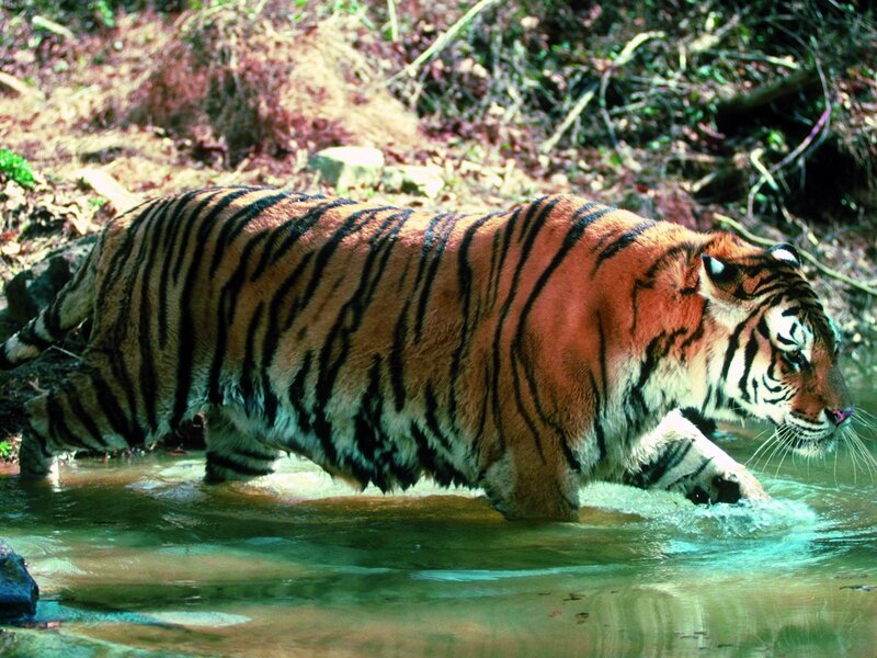 Tiger walking through water