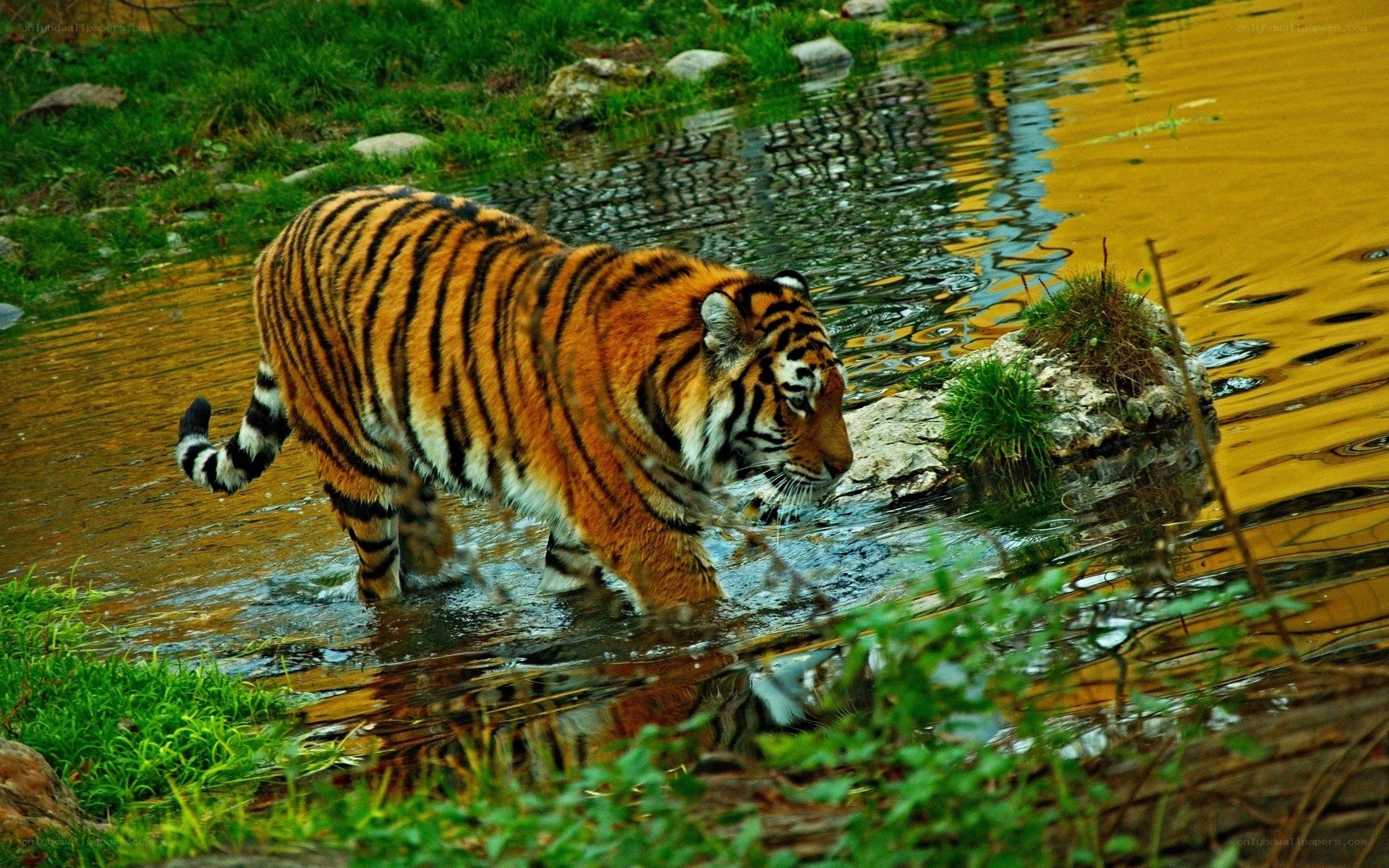 tiger walking through water