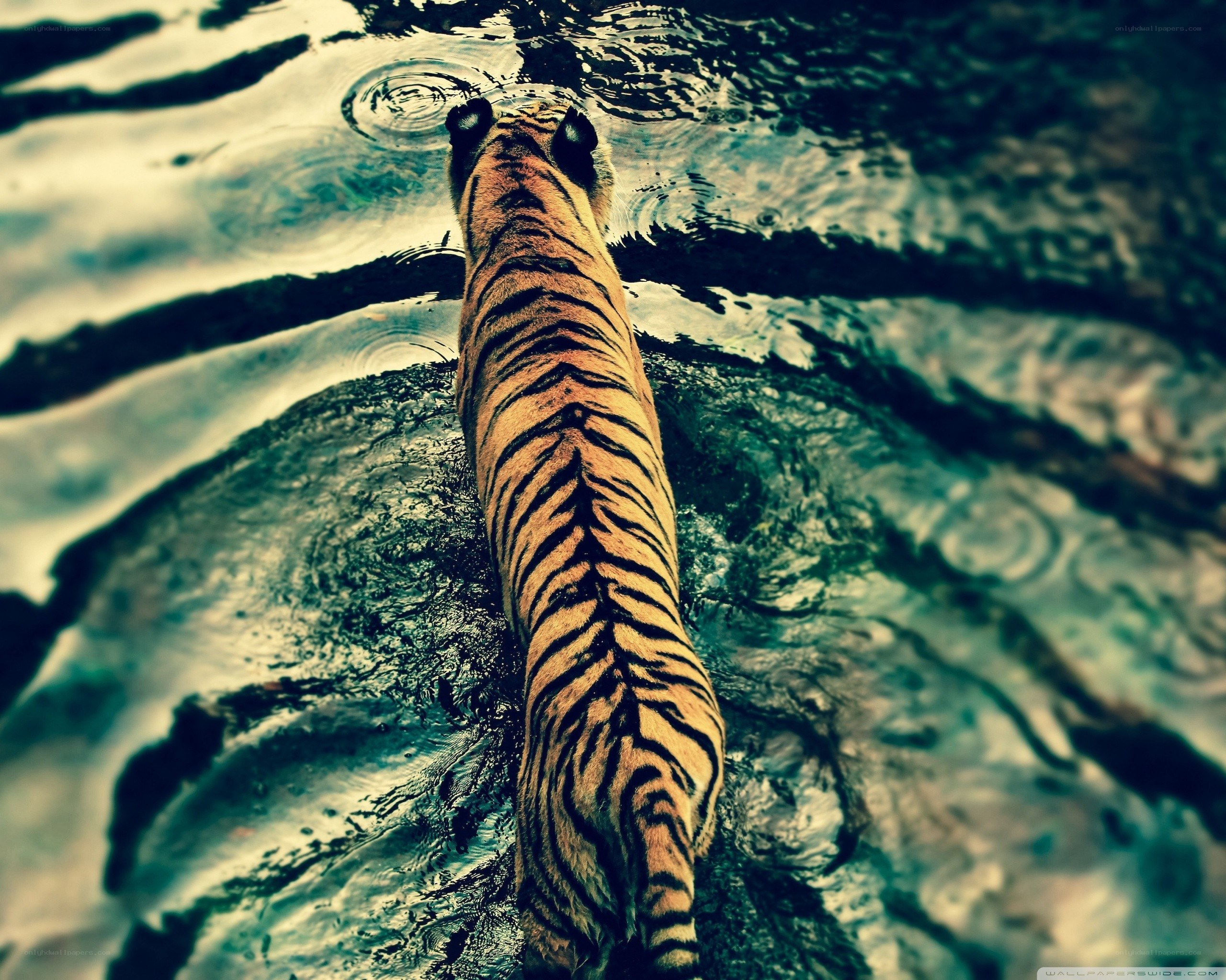 tiger walking through water