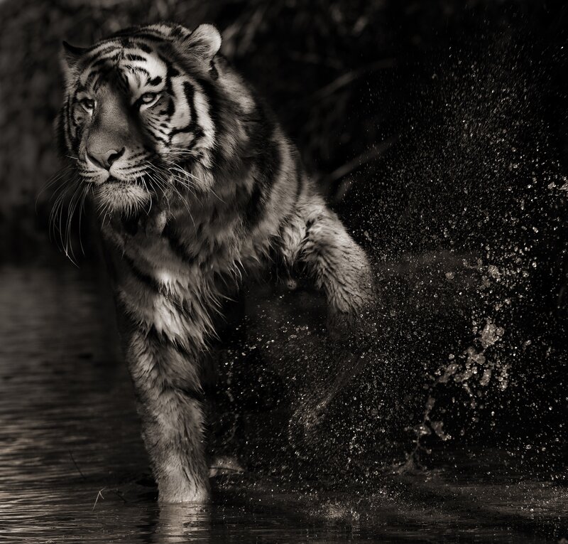 tiger walking through water