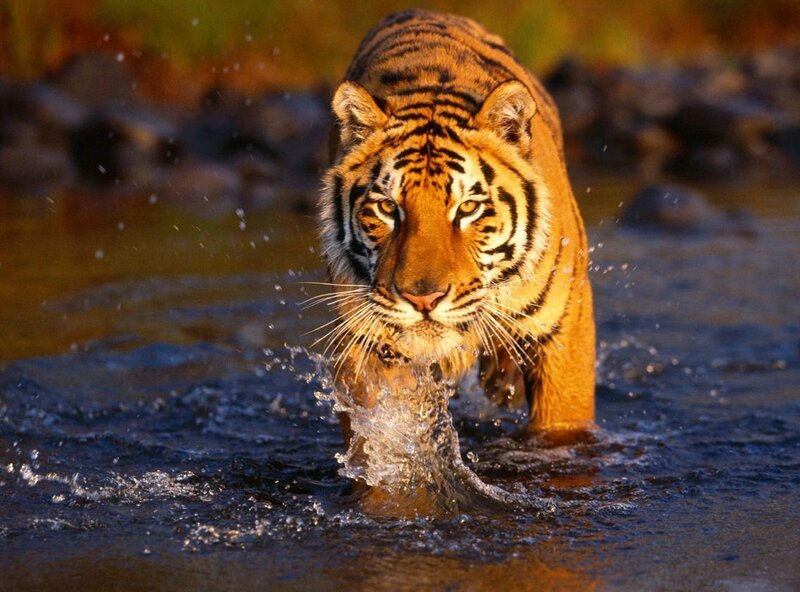 Tiger walking through water