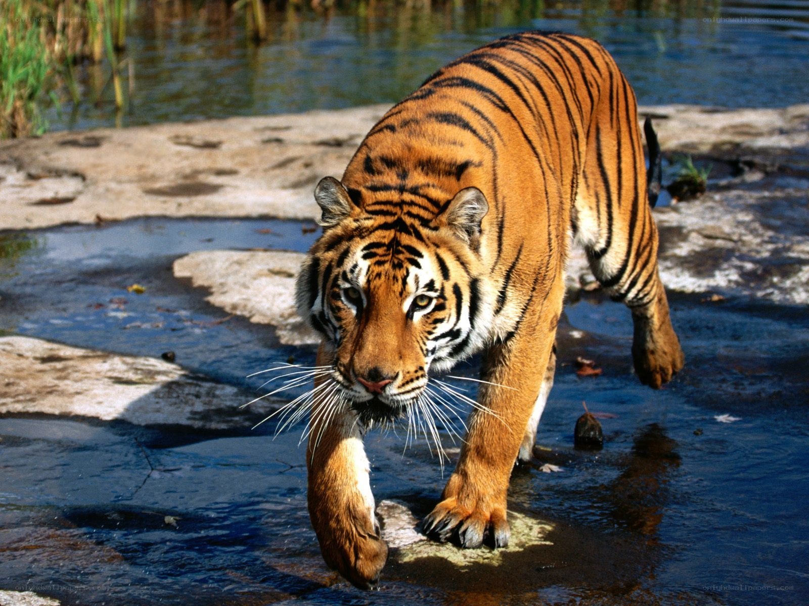 tiger walking through water