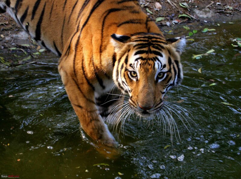 tiger walking through water
